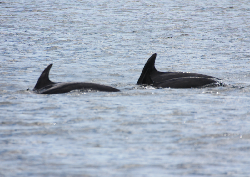 Dolphins In The Anchorage